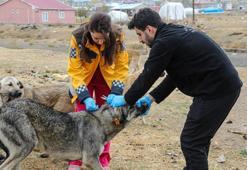 Van'da 5 bin sokak köpeğine kuduz aşısı