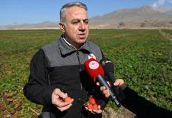 Kayseri'den Etiyopya'ya 300 bin çilek fidesi ihracı