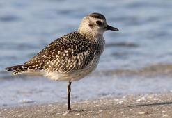 Doğaya bırakılan misina, gümüş yağmurcun kuşunu bacağından etti