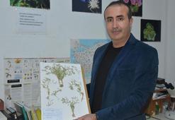 Adıyaman'da yeni bitki türü keşfedildi; bilim dünyasından yöre halkına uyarı