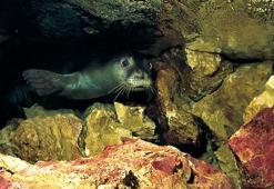 Akdeniz foku yavrularına 'mağara turu' tehdidi