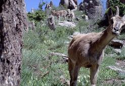 Sivas'ta yaban hayvanları fotokapanlara yansıdı