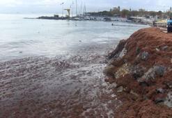 Caddebostan Sahili'ni yine kırmızı yosunlar kapladı