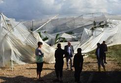 Antalya'da şiddetli rüzgar, muz seralarını vurdu