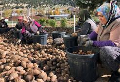 Sedir tohumunun ağaç yolculuğu başladı