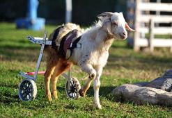 Engelli oğlak, kesimden kurtarılıp Emekli Hayvanlar Çiftliği'ne yerleştirildi