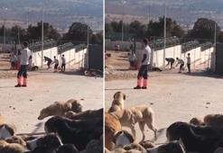 Konya'da, hayvan bakımevindeki görüntülere 2 gözaltı