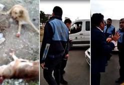 Belediye aracında kanlar içindeki köpekler hayvanseverleri isyan ettirdi