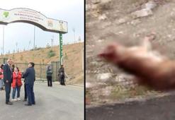 Belediye aracında kanlar içindeki köpekler hayvanseverleri isyan ettirdi