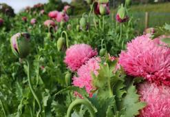 Düğünler için dekoratif çiçek yetiştirdiğini düşünürken yasaklı haşhaş yetiştirdi