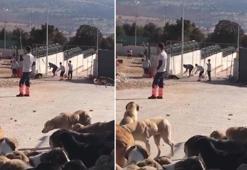 Bakanlık: Konya hayvan bakımevindeki köpeklere muayene yapılacak