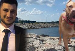 'Denizde saldıran pitbull öldürdü' iddiasına takipsizlik kararı