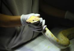 El koyulan albino piton yeni yuvasında