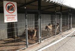 Eskişehir'de yasaklı ırk köpeklerin öldüğü iddia edilen barınak, hayvanseverlere açıldı