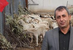 Gabar Dağı eteğinde devlet desteğiyle keçi çiftliği kurdu