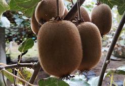 Coğrafi işaretli Ordu kivisinden 70 milyon TL gelir