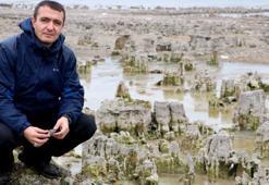 Van Gölü'nün çekilmesiyle 'mikrobiyalit tarlası' ortaya çıktı