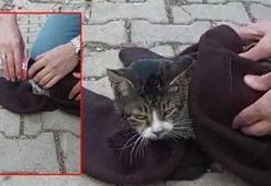 Başına mama kabı sıkışan kediyi kurtardılar