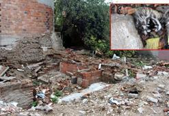 Edirne'de kedi ölümleriyle ilgili soruşturma başlatıldı