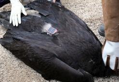 Bulgaristan'da halkalanıp, Antalya'da bitkin bulunan kara akbaba doğaya salındı