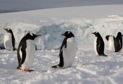 Mikroplastik kirliliği Antarktika'ya kadar ulaştı