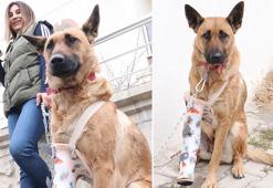 Av tüfeği ile vurulup, ölüme terk edilen Belçika kurdu 'Hera'yı hayata bağladı