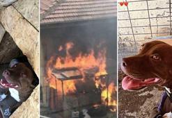 Pitbull cinayetinde dinlenen tanık: Köpeği öldürdüğünü bana anlattı