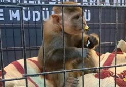 Aracında bulunup hayvanat bahçesine konulan maymunu kaçırdı