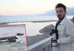 Akdeniz'de 'Ustura Gagalı' kuşu aranıyor