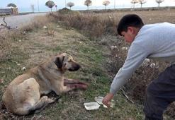 Otomobilin çarptığı yaralı köpeğe, 11 yaşındaki Samet sahip çıktı