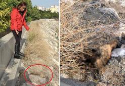 Mersin'de 15 kedinin şüpheli ölümüne soruşturma