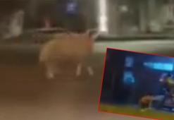 Koyun, elinden kaçtığı sahibini dakikalarca peşinde koşturdu