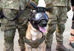 Dünya Kupası'nda TSK'nın bomba arama köpekleri de görev yapıyor