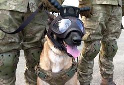 Turkish Armed Forces’ bomb-sniffing dogs on duty in the World Cup