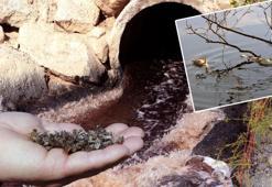 Nehre dökülen kimyasal atıklar, binlerce arı ve balığı öldürdü