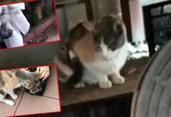 Anne kedi kuyuya düşen yavrusunun kurtarılmasını izledi