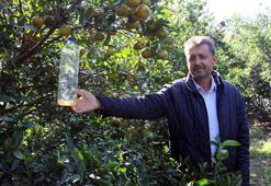 Akdeniz meyve sineğine 'cazibe' tuzağı