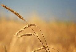 İstanbul'da 'tahıl' toplantısı