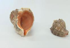 Aşırı avlanma Karadeniz'de deniz salyangozu stokunu yüzde 20 azalttı