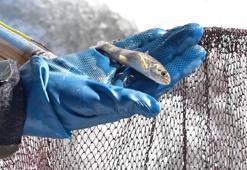 Kirliliğin arttığı akarsularda alabalık türleri azalıyor