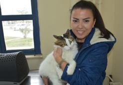 Cezanın başlamasına 3 hafta kaldı; 687 bin evcil hayvan çiplendi