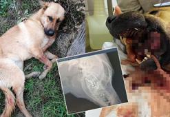 Ağzına tüfekle ateş açılan köpeğin dili koptu