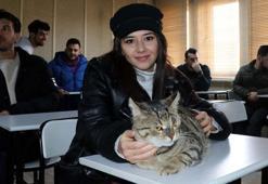 4 yıl önce yaralı bulunan Tigyy, fakültenin maskotu oldu