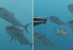 Akya sürüsüyle karşılaşan rekortmen dalgıç, su altı kamerasıyla kaydetti