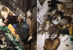 Evinde çok sayıda çürümüş köpek ve kedi ölüsü bulundu, akıl hastanesine sevk edildi