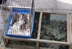 Evinde 20 saka kuşu ele geçirilen kişiye 26 bin TL ceza