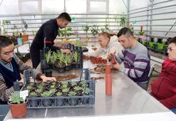 Özel öğrenciler jeotermal serada süs bitkileri ve çiçek yetiştiriyor