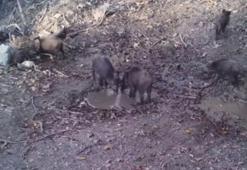 Yaban domuzlarının çamur banyosu fotokapana yansıdı
