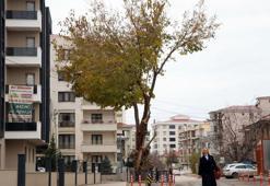 Yol ortasında kalan asırlık dut ağacını kesmeyip, korumaya aldılar