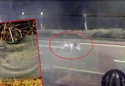 Mühürlü hayvanat bahçesinden kaçan aslan yola indi; o anlar kamerada